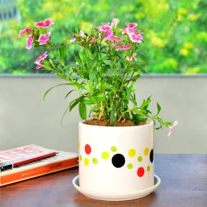 Hand Painted Ceramic Round Polka Dot Planter Pot with Tray (Multicolor and Off White, Diameter – 11.5 cm, Height – 10.5 cm)